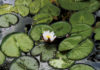 Nenuphar water lily image