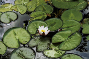 Nenuphar water lily image