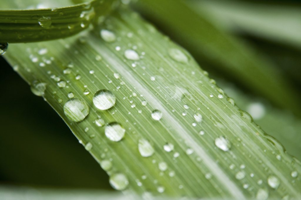 Relaxation image - Zen Grass